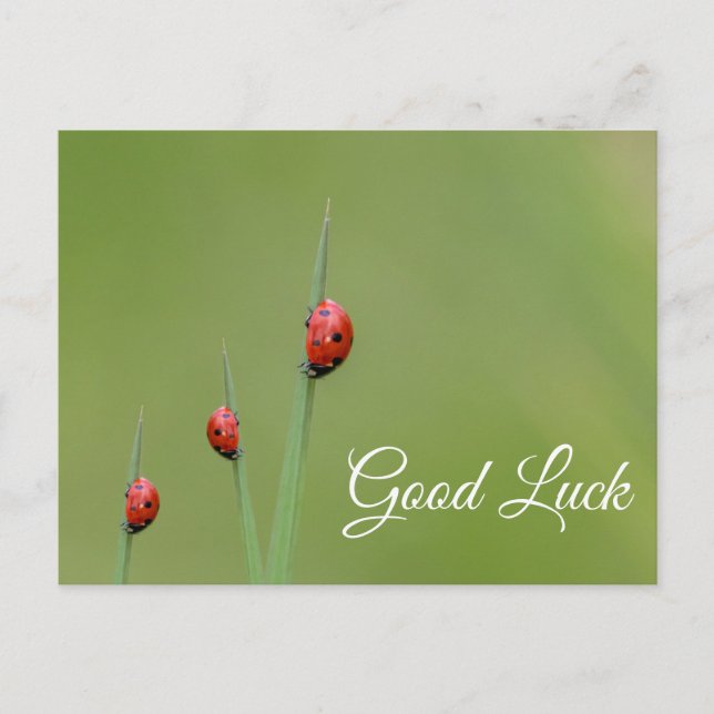 Good luck with cute little ladybugs! postcard (Front)