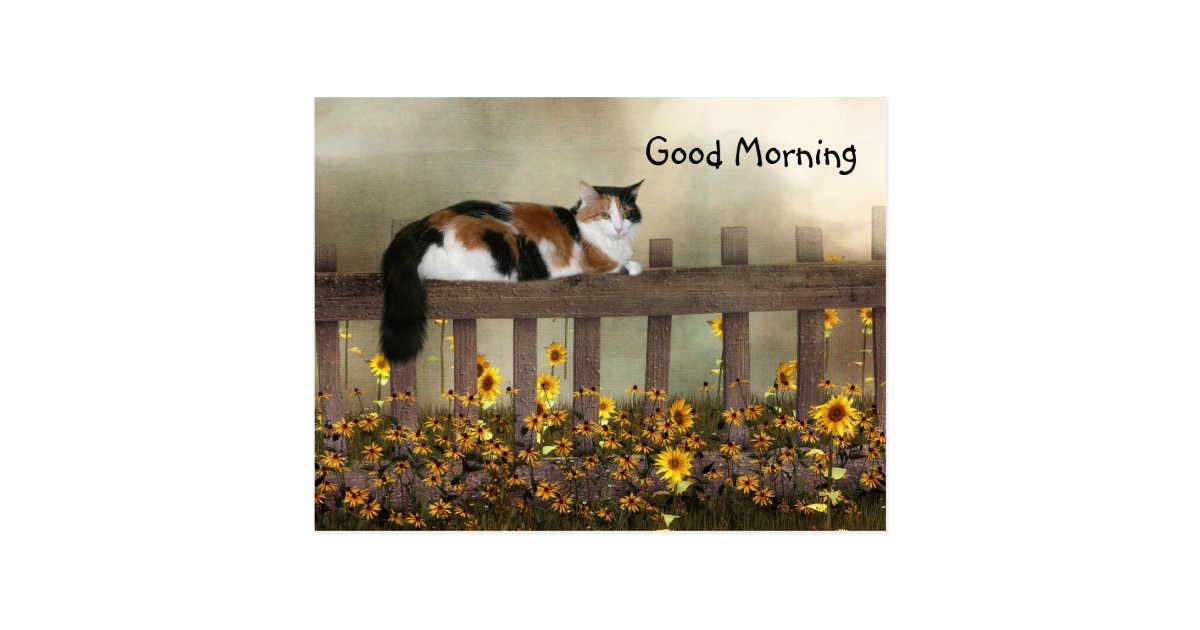 Good morning calico kitty postcard | Zazzle.com