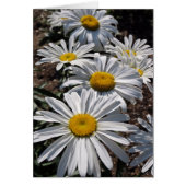 Good Morning Daisies (Front)