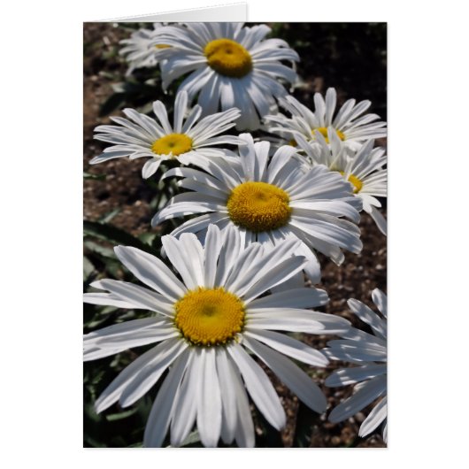 Good Morning Daisies Cards (Front)