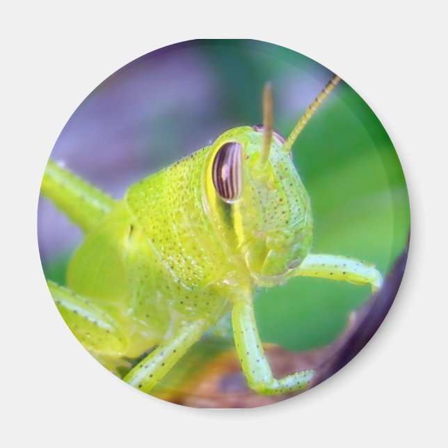 Good Morning Grasshopper magnet (Front)