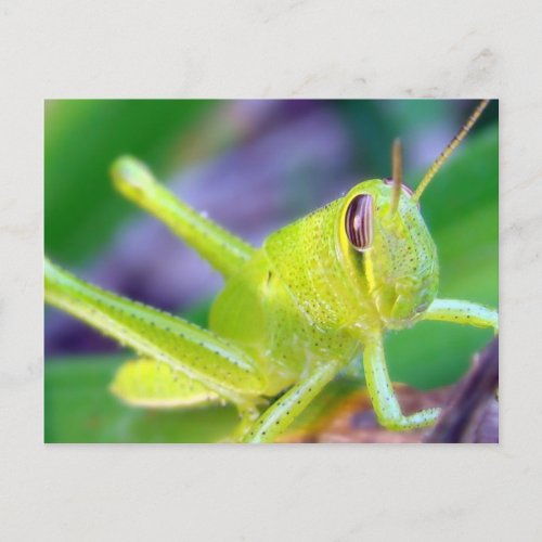 Good morning Grasshopper Postcard