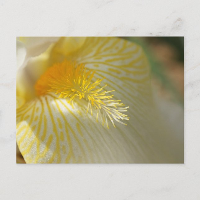 Good Morning, Iris! Postcard (Front)