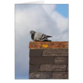 Good Morning Pigeon (Front)