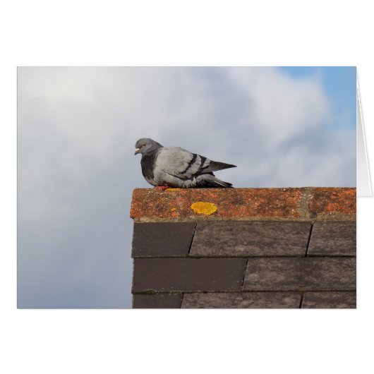 Good Morning Pigeon (Front Horizontal)