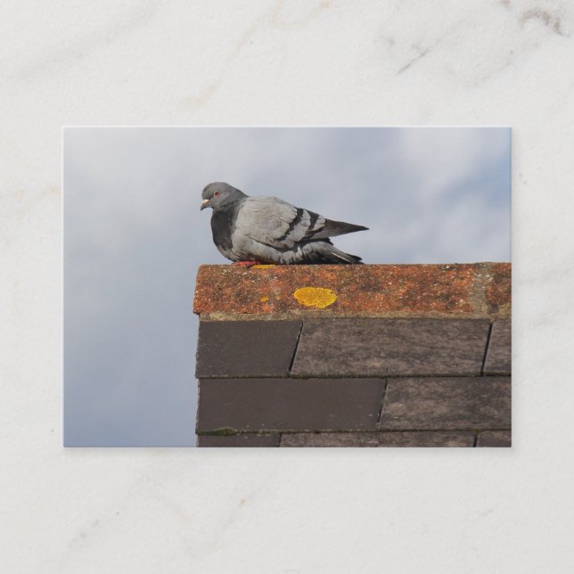 Good Morning Pigeon Business Card (Front)