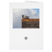 Good Morning Pigeon Cards (Back)