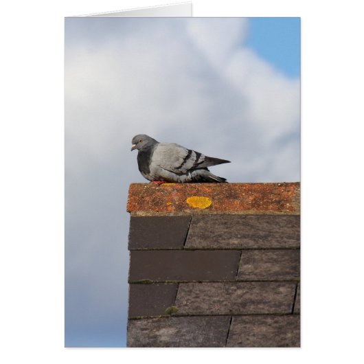 Good Morning Pigeon Cards (Front)