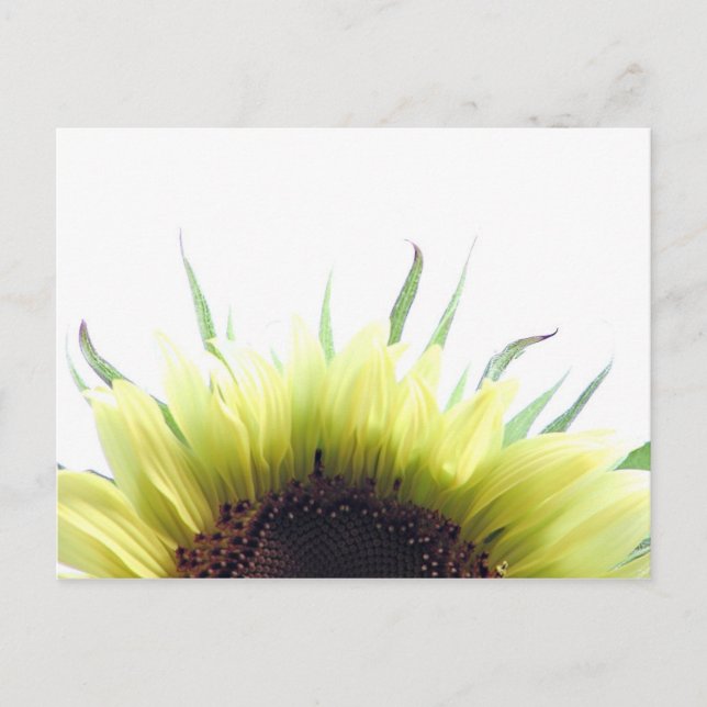 Good morning sunflower postcard (Front)