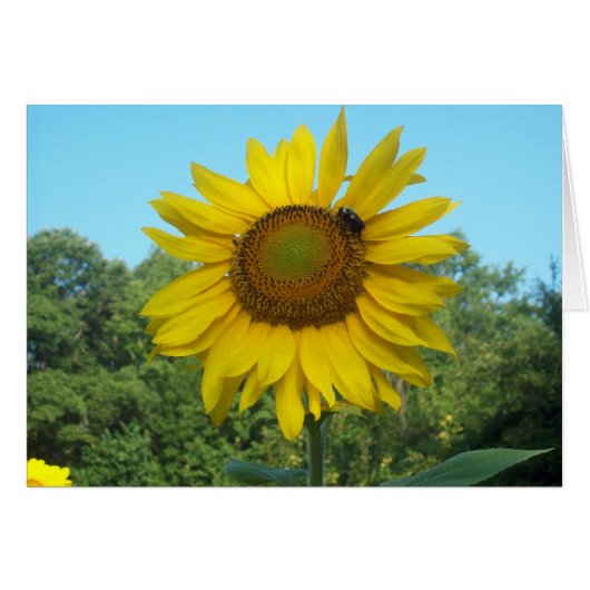 Good Morning Sunshine Cards (Front Horizontal)