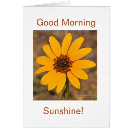 Good Morning, Sunshine! Cards (Front)