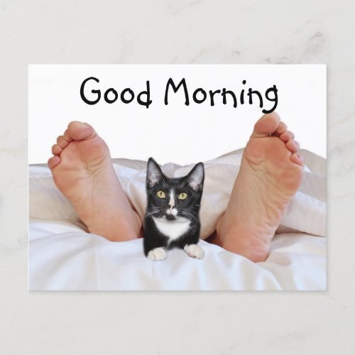 Good Morning Tuxedo kitty Postcard