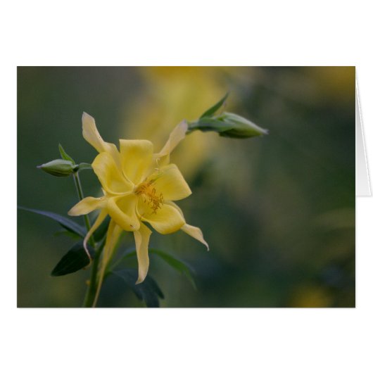 good morning yellow (Front Horizontal)