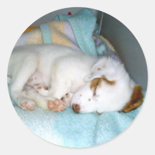 Good Night! - Cute Sleeping Puppy Classic Round Sticker