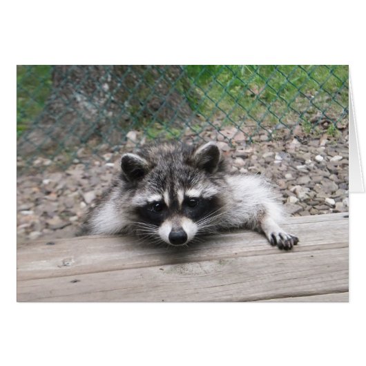 Good Ol' Boy Racoon Card (Front Horizontal)
