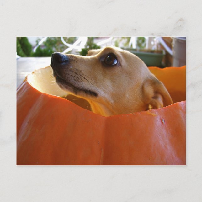 Good Rufus Pumpkin Postcard (Front)