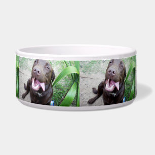 Goofy Delights: Chocolate Brown Labrador Puppy, Bowl