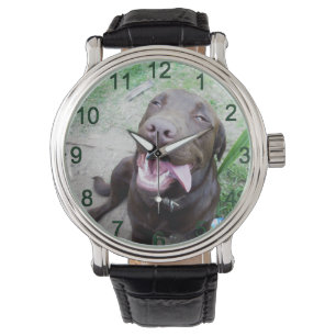 Goofy Delights: Chocolate Brown Labrador Puppy, Watch