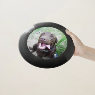 Goofy Delights: Chocolate Brown Labrador Puppy, Wham-O Frisbee