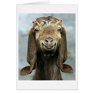 GOOFY GOAT SAYS YOU "50" LOOKS "GOOD ON YOU!" CARDS