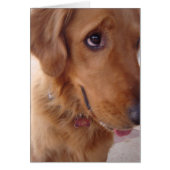 Goofy Golden (Front)