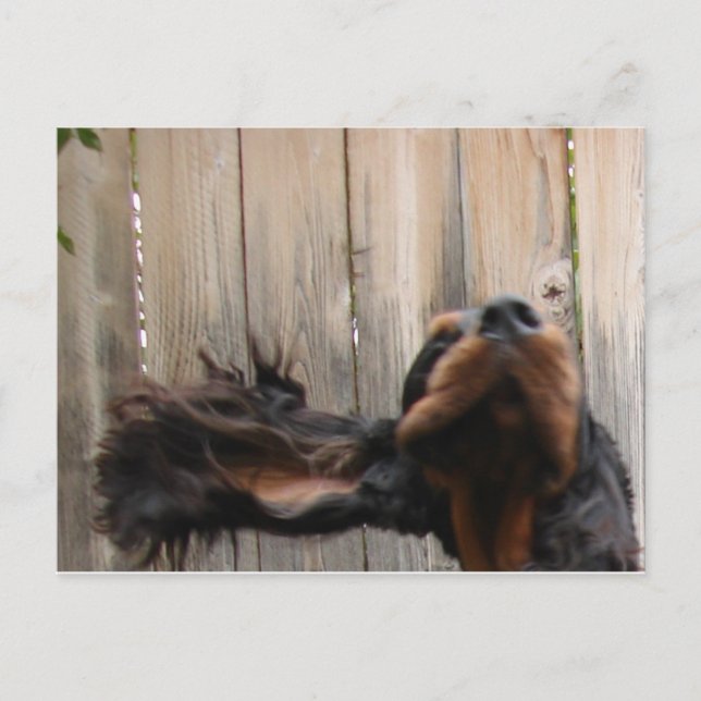 Goofy Gordon Setter Postcard (Front)