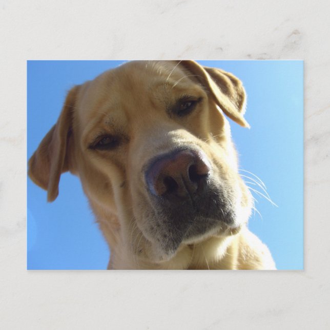 Goofy Labrador portrait Postcard (Front)