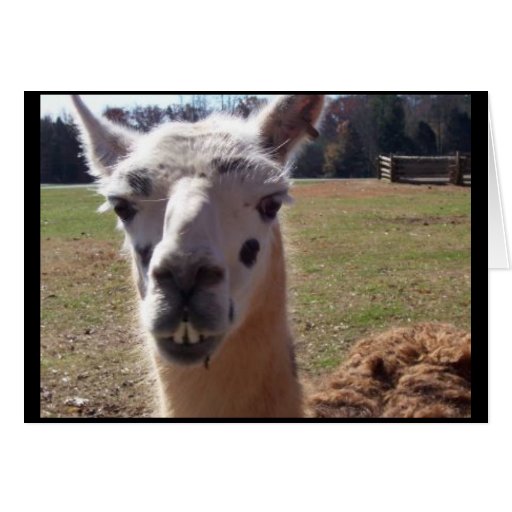 Goofy Llama Greeting Card | Zazzle