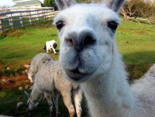 Goofy Llama Stock Photo Download Image Now Istock