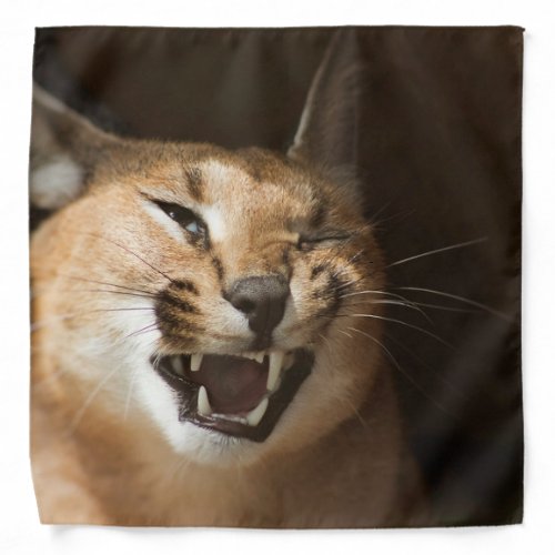 Goofy Lynx Bandana