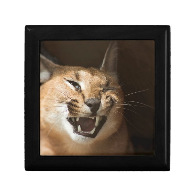 Goofy Lynx Gift Box (Front)