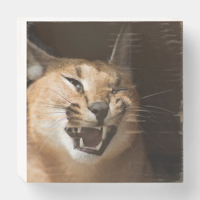 Goofy Lynx Wooden Box Sign (Front Horizontal)