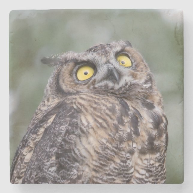 Goofy Owl Stone Coaster (Front)
