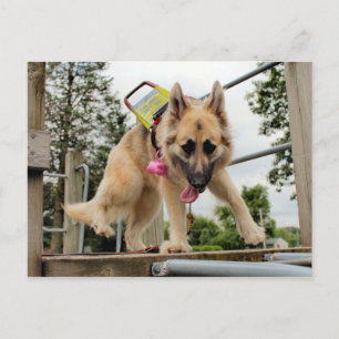 Goofy Postcard