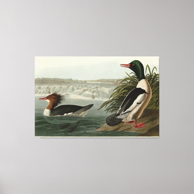 Goosander (Common Merganser) Audubon's Birds Canvas Print (Front)