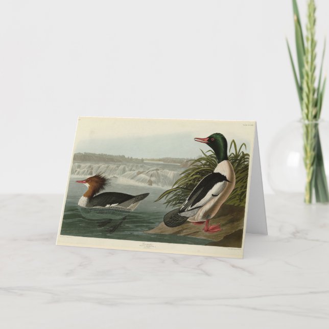 Goosander (Common Merganser) Audubon's Birds Card (Front)