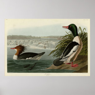 Goosander (Common Merganser) Audubon's Birds Poster