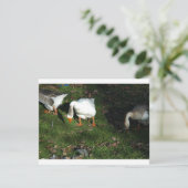 Goose (Standing Front)