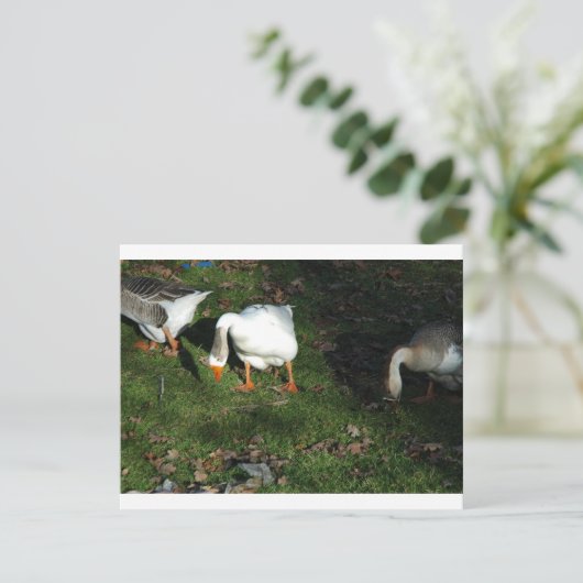 Goose (Standing Front)