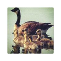 Goose and Babies Canvas Print