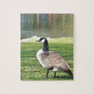 Goose at the waterfront, Wildlife Animals, Nature Jigsaw Puzzle