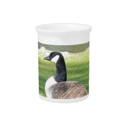 Goose At The Waterfront, Wildlife Animals, Nature Pitcher