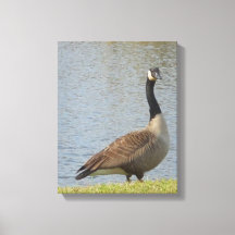 Goose By Pond Canvas Art