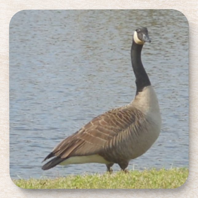 Goose By Pond Coaster Set (Front)