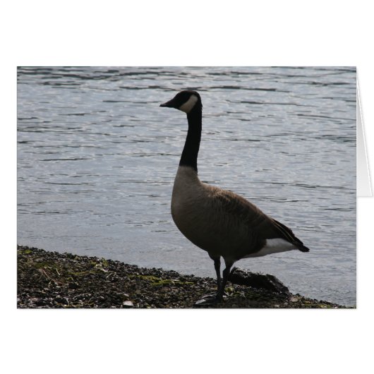 goose cards (Front Horizontal)