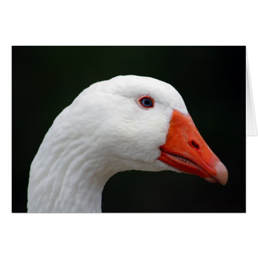 Goose Cards (Front Horizontal)