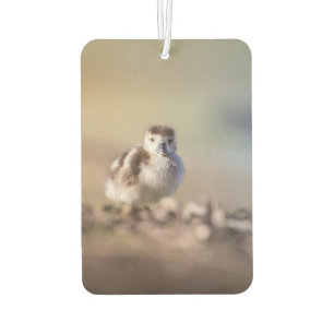 Goose Chick Nature Photo Air Freshener