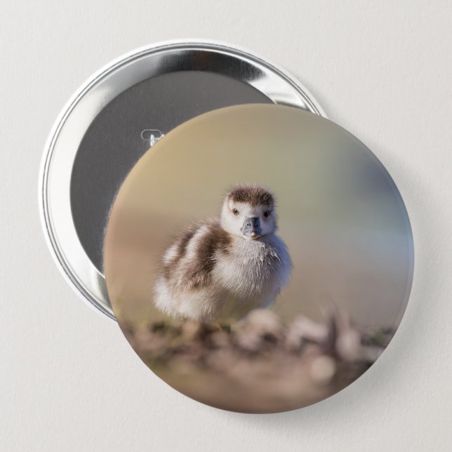 Goose Chick Nature Photo Button (Front & Back)