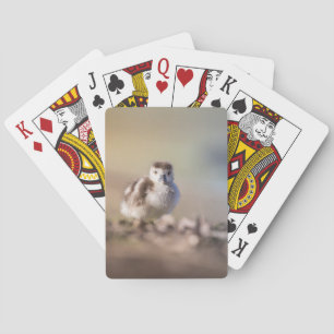 Goose Chick Nature Photo Poker Cards