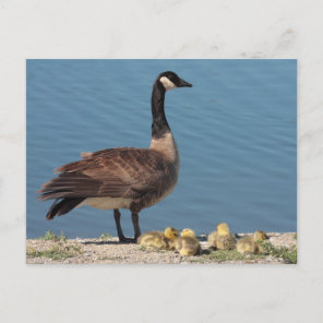 Goose Family Postcard